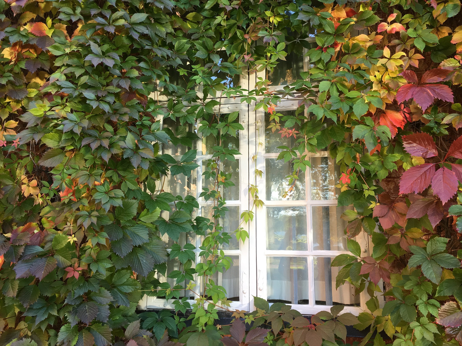 Vigne vierge décoration fenêtre