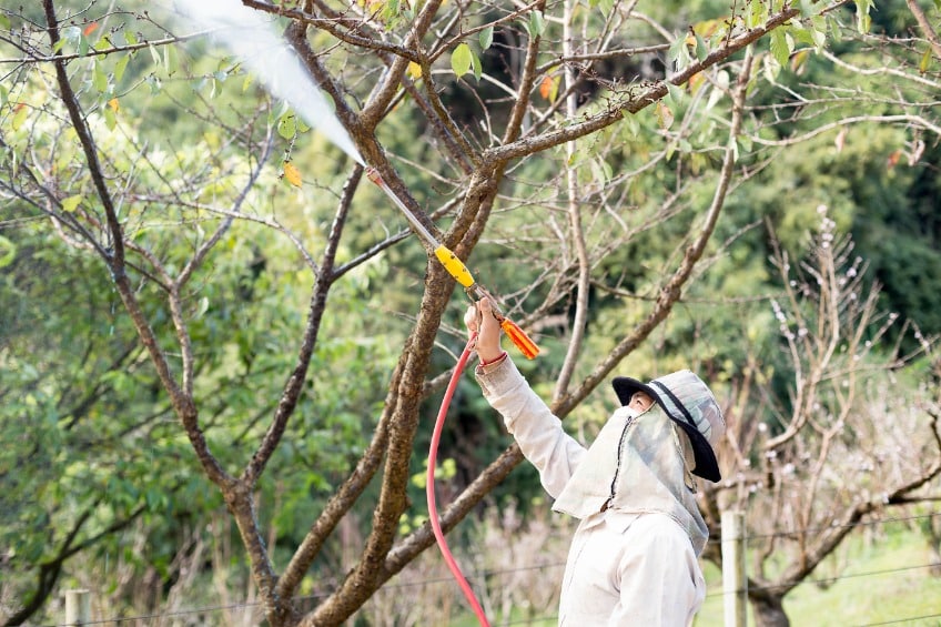 Comment protéger son jardin contre les nuisibles ?