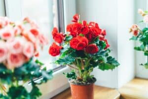 5 plantes qui peuvent fleurir en hiver sur le balcon
