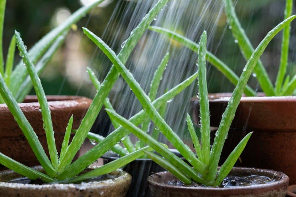 aloe vera plante peu d'entretien