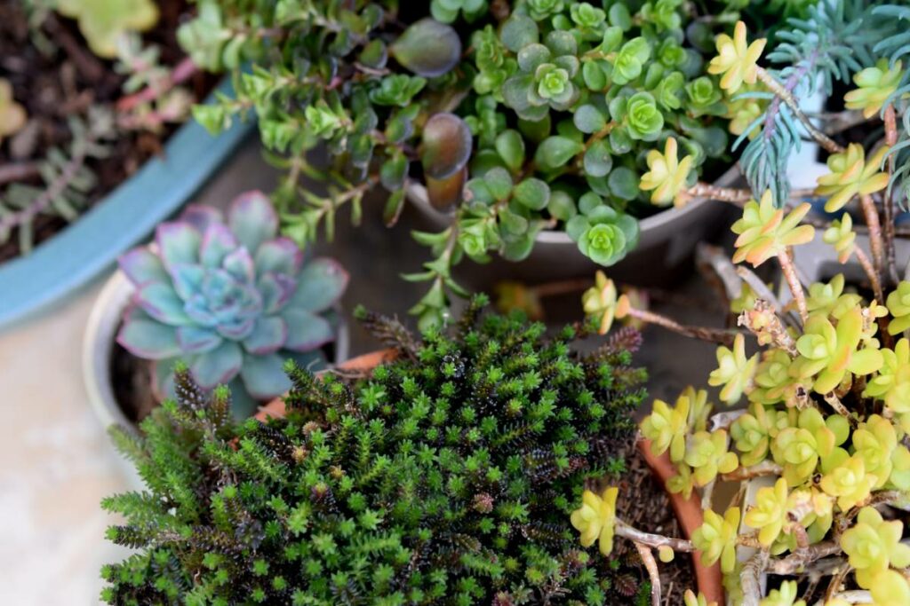 Quelles sont les plantes qui nécessitent peu de soins ?