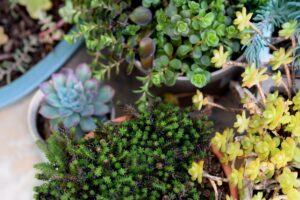 Quelles sont les plantes qui nécessitent peu de soins ?