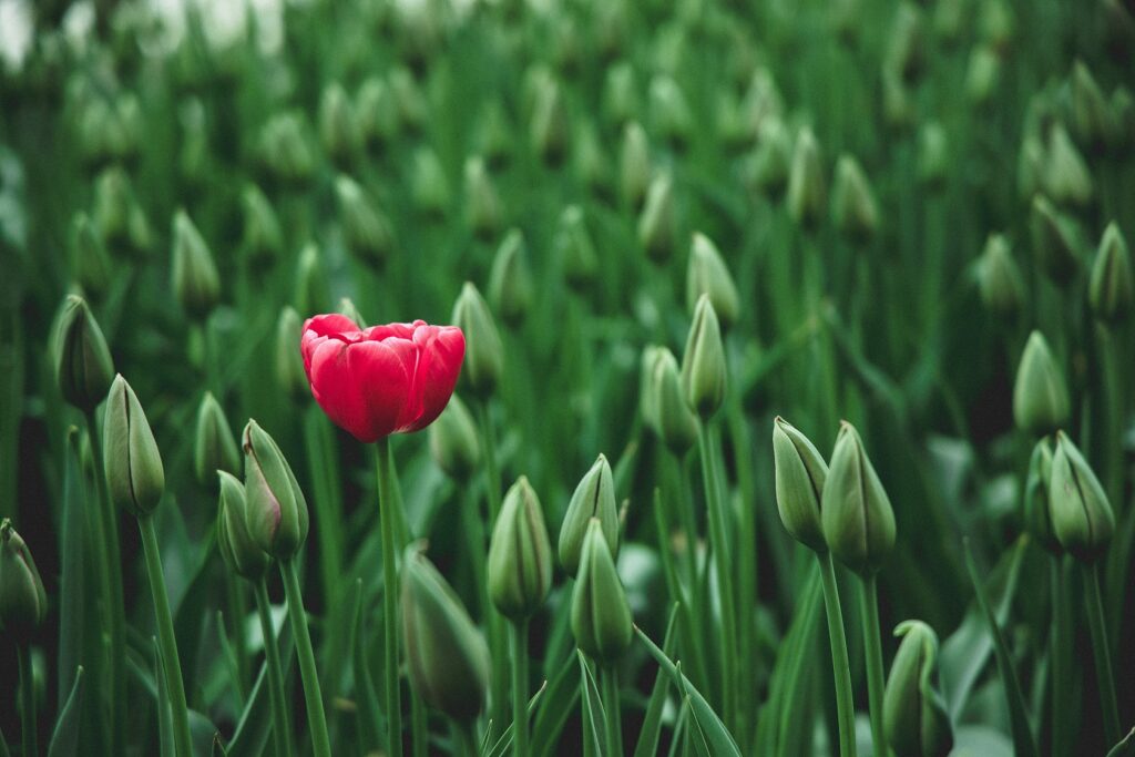 Guide de plantation des plantes bulbeuses