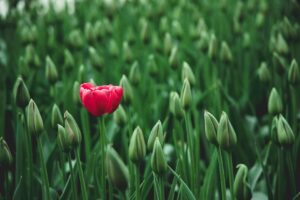 Guide de plantation des plantes bulbeuses