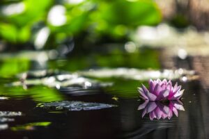 Quel est le meilleur moment pour réaliser son bassin de jardin ?