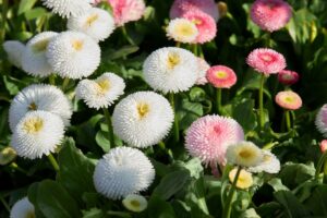 Que savez-vous des fleurs de type pomponette ?