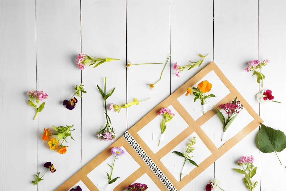 Exemple de plantes pour réaliser un herbier