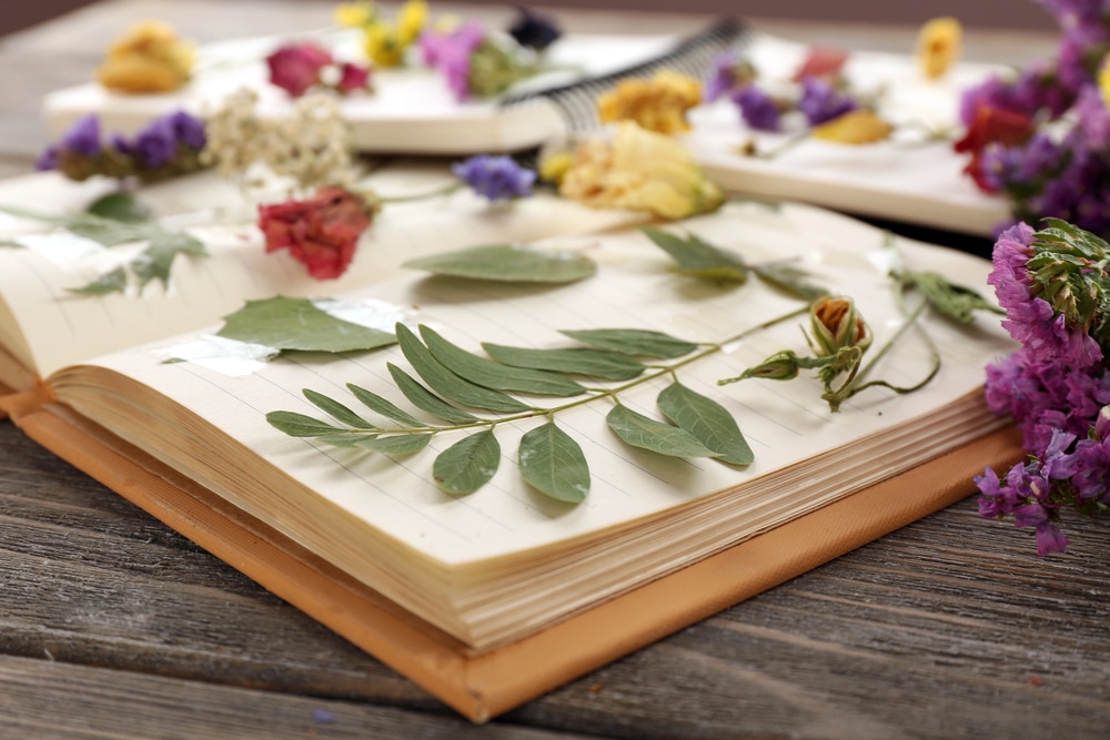 Exemple d'image d'illustration d'herbier pour école primaire