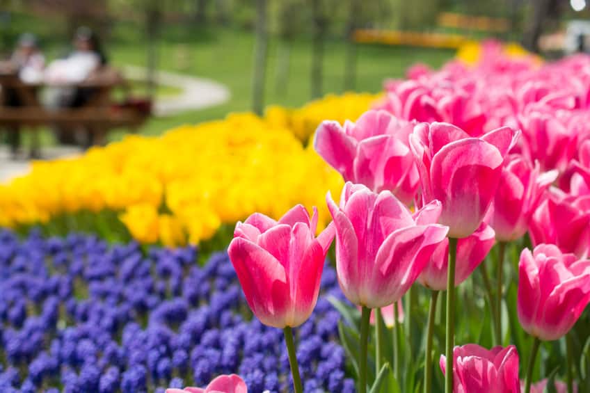 Quand planter les Tulipes