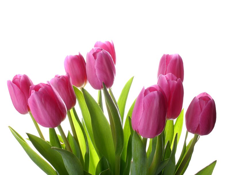 Varietes et couleurs des Tulipe