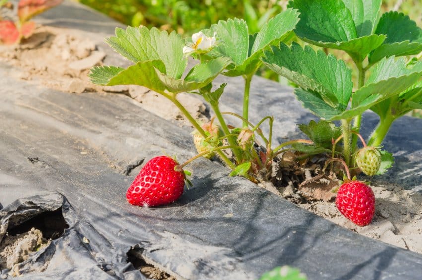 L’utilisation de la toile de paillage en jardinage : un outil polyvalent