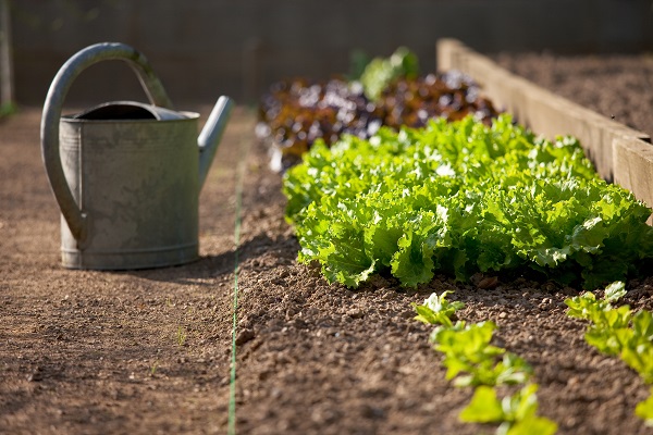 cours de potager