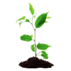 cours de jardinage à domicile offre 3