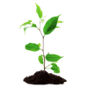 cours de jardinage à domicile offre 3