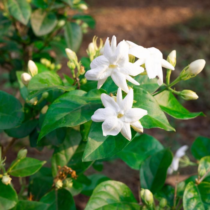 Jasmin officinal aux fleurs blanches parfumées