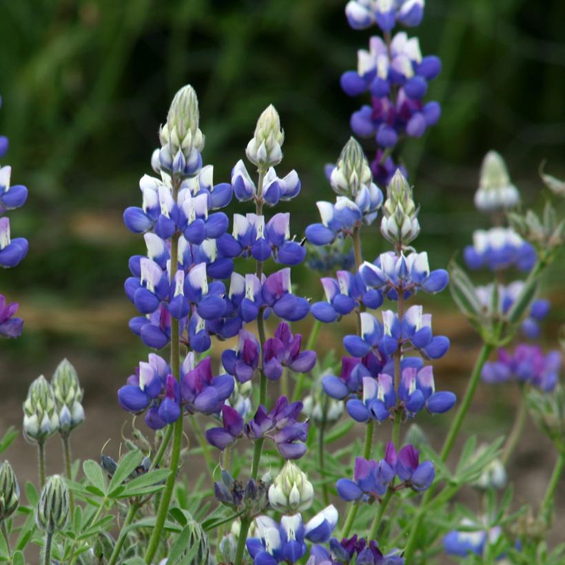 Lupin nain à fleurs bleues et blanches