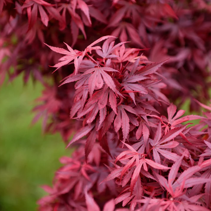 Érable du Japon Shaina au feuillage pourpre dense et compact