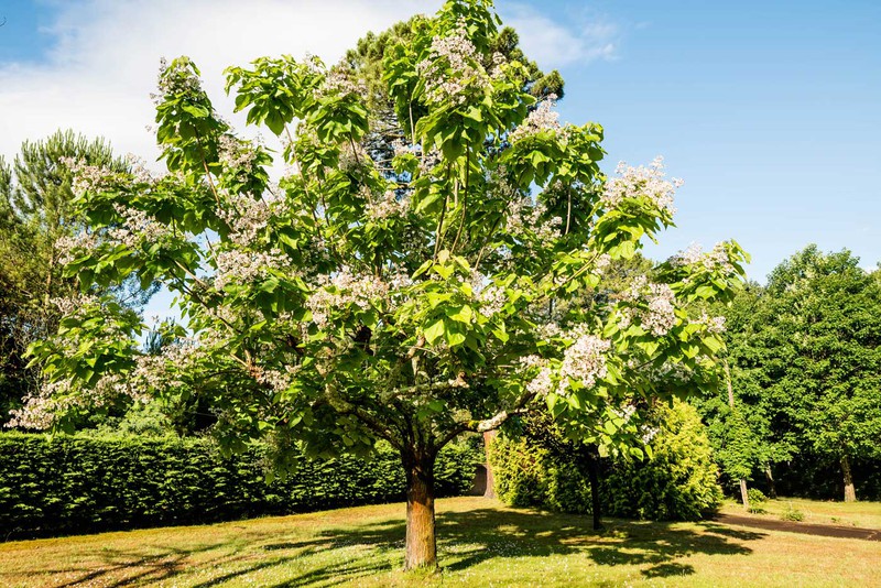 Catalpa commun en fleurs avec son large feuillage