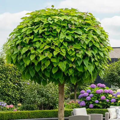 Catalpa Nana au port arrondi et compact
