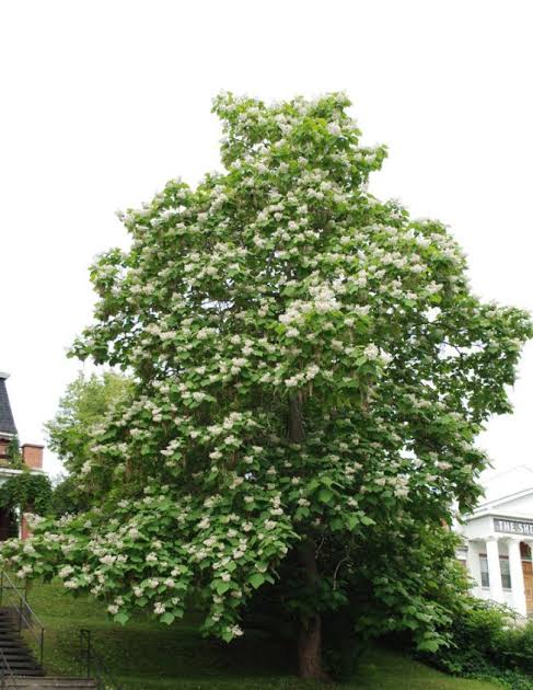 Catalpa de l'Ouest en pleine floraison