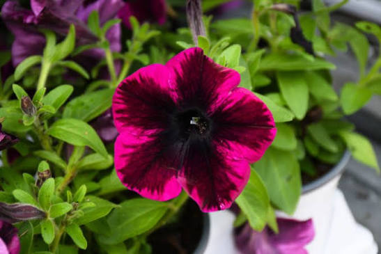 Pétunia Crazytunia Black Mamba aux fleurs presque noires