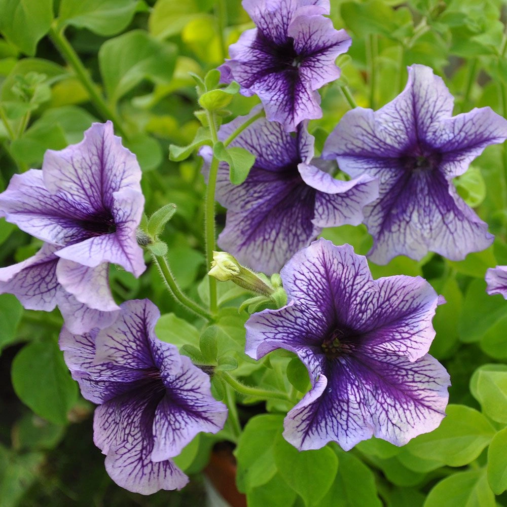 Pétunia Daddy Blue aux grandes fleurs bleu violacé veinées de pourpre
