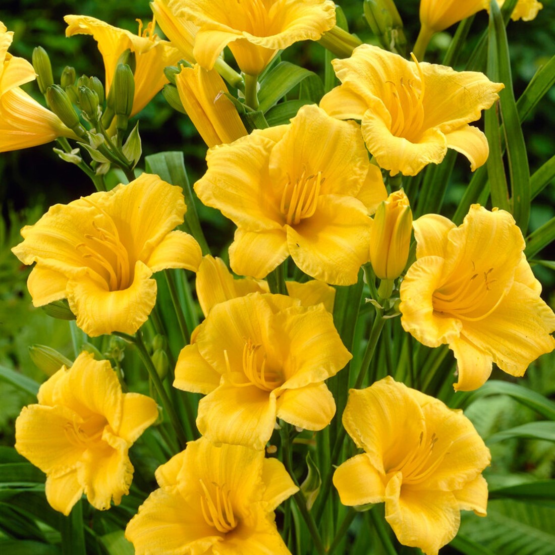Hémérocalle Stella de Oro aux fleurs jaune doré