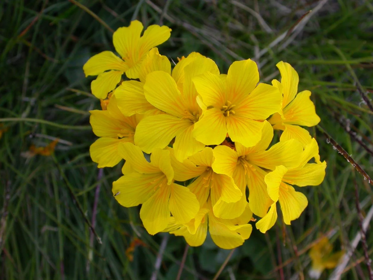 Lin doré aux fleurs jaunes