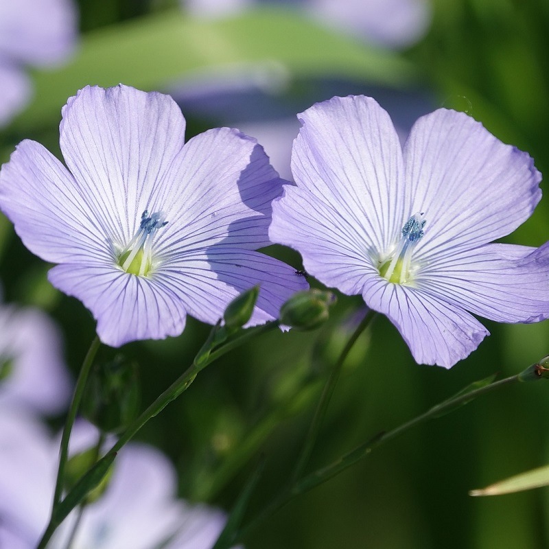 Lin bleu vivace aux fleurs bleu ciel