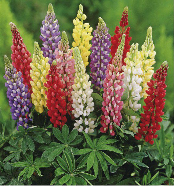 Lupin de Russell aux grands épis colorés