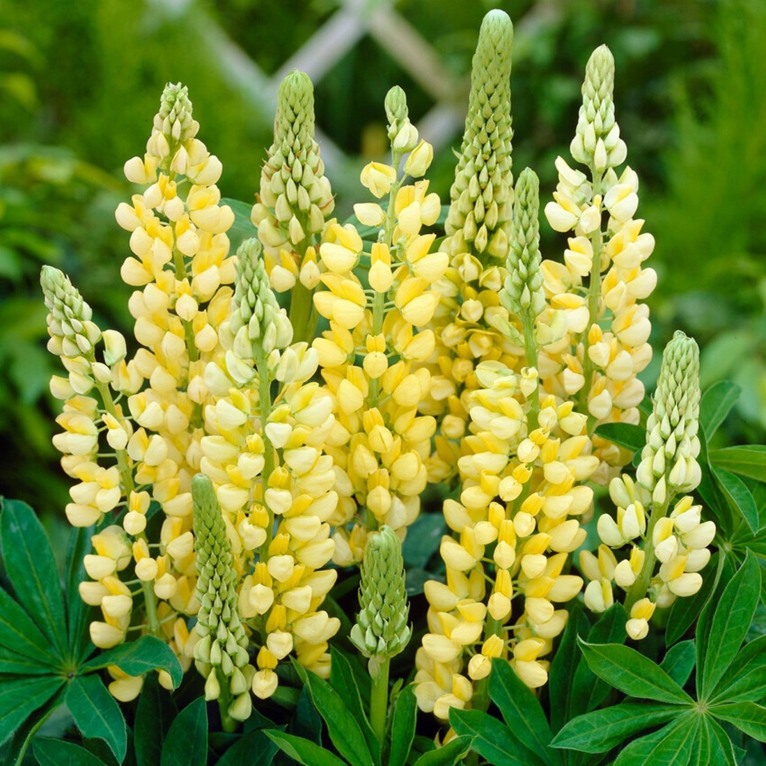 Lupin jaune européen