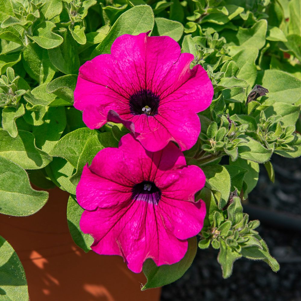 Pétunia Surfinia Purple aux longues tiges retombantes couvertes de fleurs violettes