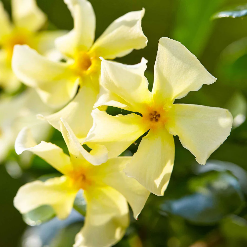 Jasmin étoilé Star of Toscana aux fleurs jaune crème