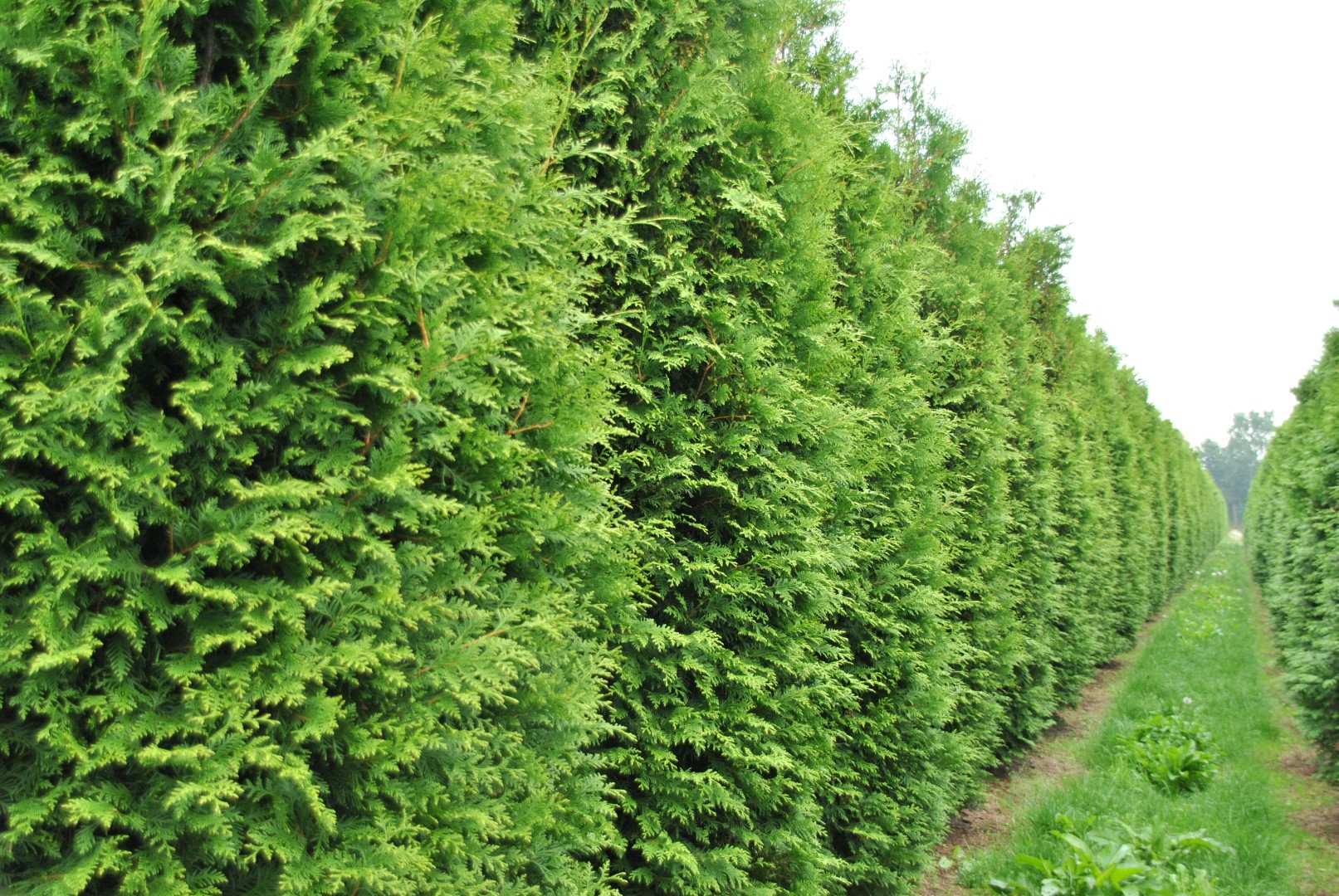 Thuya Brabant en haie persistante