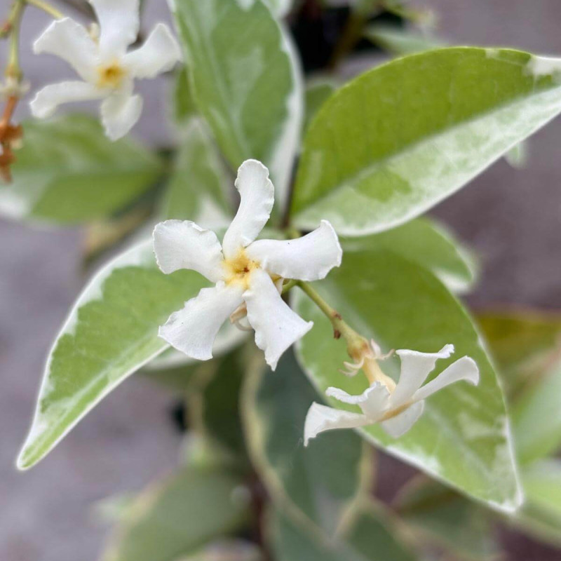 Jasmin étoilé Variegatum au feuillage panaché