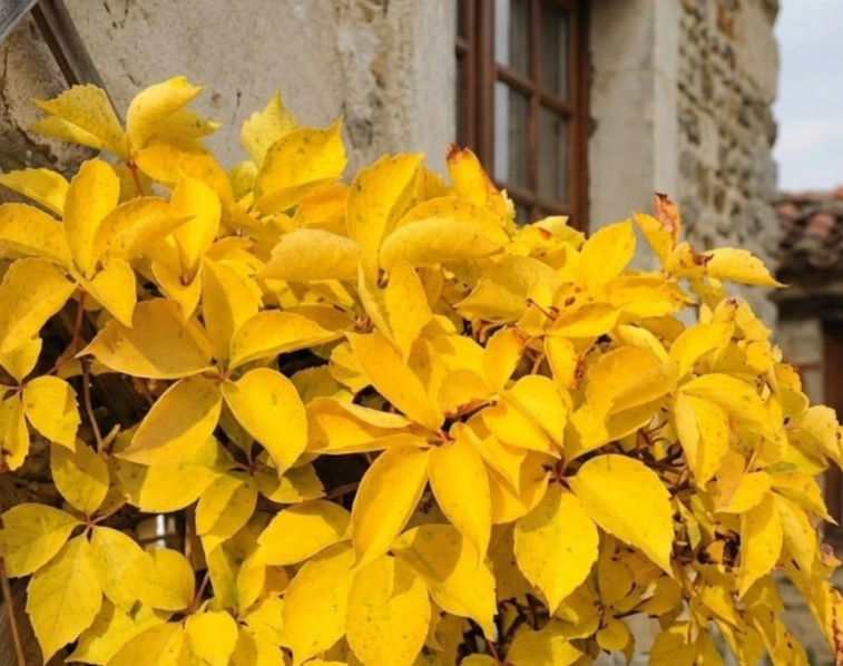 Vigne vierge Mur Jaune aux feuilles jaune vif en automne