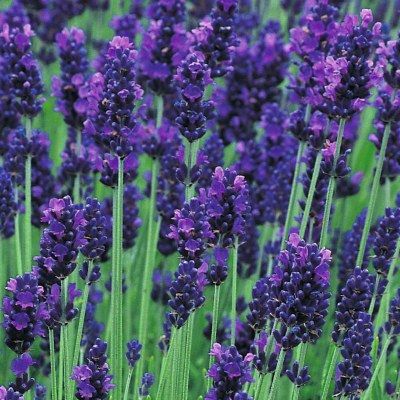 Lavande Hidcote aux fleurs violet foncé