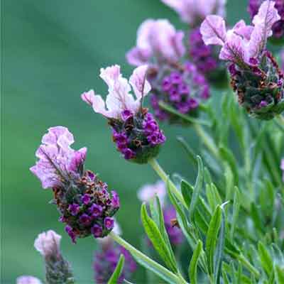 Lavande papillon aux fleurs violettes surmontées de bractées