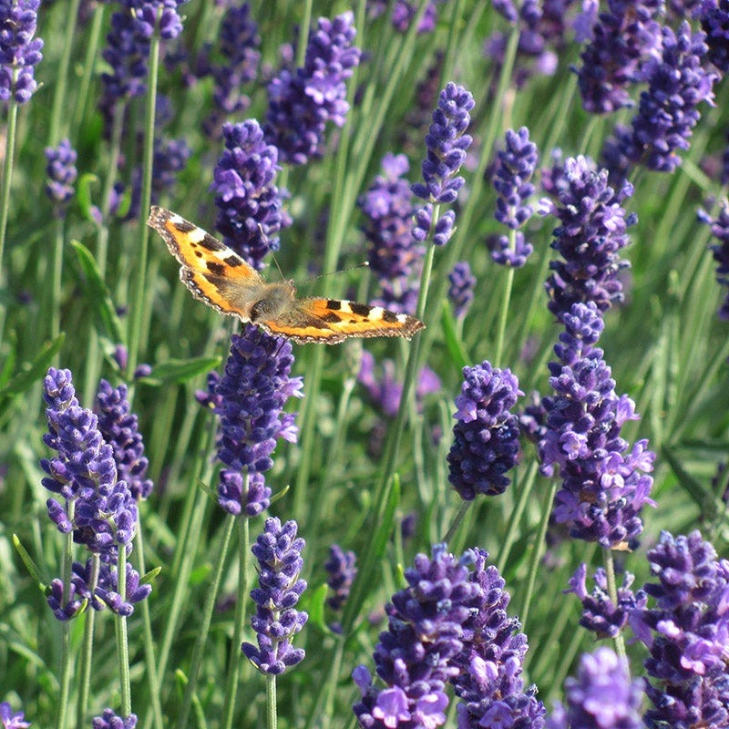 Lavande Munstead aux fleurs bleu violet